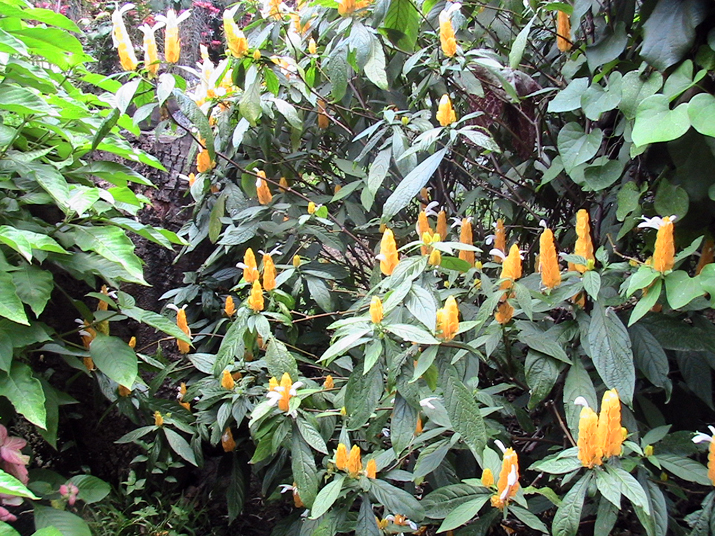 21a - Jardin Tropical 018.jpg